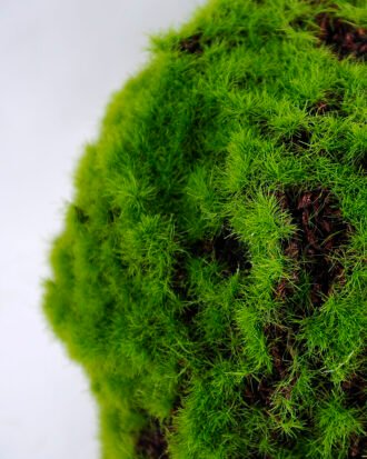 Artificial Plant D:12CM Echinopsis tubiflora GS-52619013 Toplary YeahFlower is one of Chinese leading OEM manufacturers and exporters , supplying the silk flowers, wholesale artificial trees Artificial Plant D:12CM Echinopsis tubiflora GS-52619013