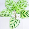 Artificial Plant 44*41*33CM Alocasia?Lvs Bush*9 GS-52419009