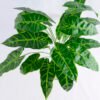 Artificial Plant 48*42*42cm Alocasia leaves bush GS-52319001-G1