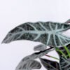 Artificial Plant 48*42*42cm Alocasia leaves bush GS-52319001-G2