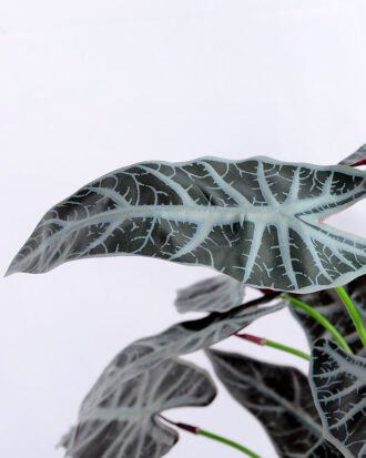 Artificial Plant 48*42*42cm Alocasia leaves bush GS-52319001-G2