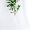Artificial Plant 39*38*92cm Cedrela?L GS-52019006