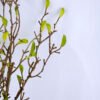 Artificial Plant 7*19*49 Spring bud bush GS-27919005