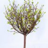 Artificial Plant 32*21*50cm The green tree GS-27919004