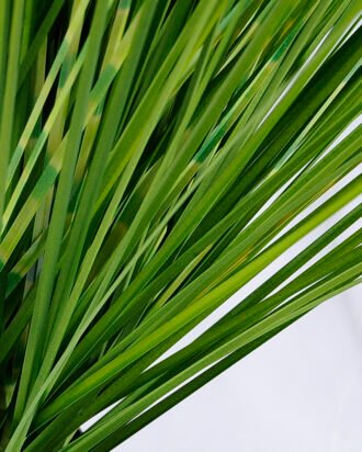 Artificial Plant 66*66*77CM grass in plastic pot GS-29419004