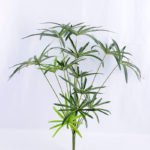 Artificial Tree 50*48*59 Aegilps umbellulata GS-07919013