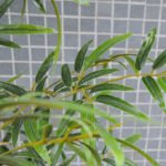 Artificial Tree 84*82*274CM Bamboo tree in plastic pot/lvs3354 GS-30419013