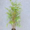 Artificial Tree 62*43*124CM Bamboo tree in plastic pot/lvs715 GS-30419008