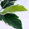 Artificial Tree 46*46*64cm Leaves bush GS-07919018