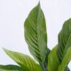 Artificial Tree 45*47*54cm Taro leaves bush GS-07919011