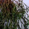 Artificial succulent 29*5*47cm grass hanging GS-51719019-G1