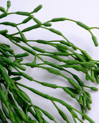 Artificial succulent 29*5*47cm grass hanging GS-51719019-G2