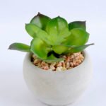 Artificial succulent 8*7.5*7cm succulent plants in cement pot GS-51719001