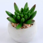 Artificial succulent 7.5*7.5*7.5cm succulent plants in cement pot GS-51719002