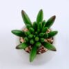 Artificial succulent 7.5*7.5*7.5cm succulent plants in cement pot GS-51719002