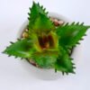 Artificial succulent 7*7*8cm succulent plants in cement pot GS-51719003