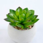 Artificial succulent 7.5*7.5*7.5cm succulent plants in cement pot GS-51719004