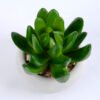 Artificial succulent 7*7*8cm succulent plants in cement pot GS-51719011
