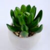 Artificial succulent 7*7*8cm succulent plants in cement pot GS-51719011
