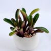 Artificial succulent 11*9.5*10cm succulent plants in cement pot GS-51719012