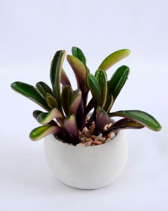 Artificial succulent 11*9.5*10cm succulent plants in cement pot GS-51719012 Succulent YeahFlower is one of Chinese leading OEM manufacturers and exporters , supplying the silk flowers, wholesale artificial trees Artificial succulent 11*9.5*10cm succulent plants in cement pot GS-51719012