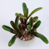 Artificial succulent 11*9.5*10cm succulent plants in cement pot GS-51719012