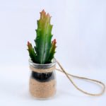 Artificial succulent 6*6*17cm succulent plants in glass pot GS-51719016