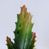 Artificial succulent 6*6*17cm succulent plants in glass pot GS-51719016