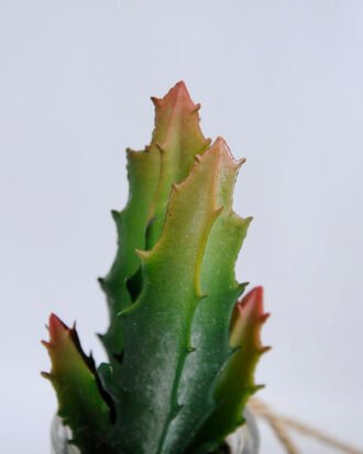 Artificial succulent 6*6*17cm succulent plants in glass pot GS-51719016 Succulent YeahFlower is one of Chinese leading OEM manufacturers and exporters , supplying the silk flowers, wholesale artificial trees Artificial succulent 6*6*17cm succulent plants in glass pot GS-51719016