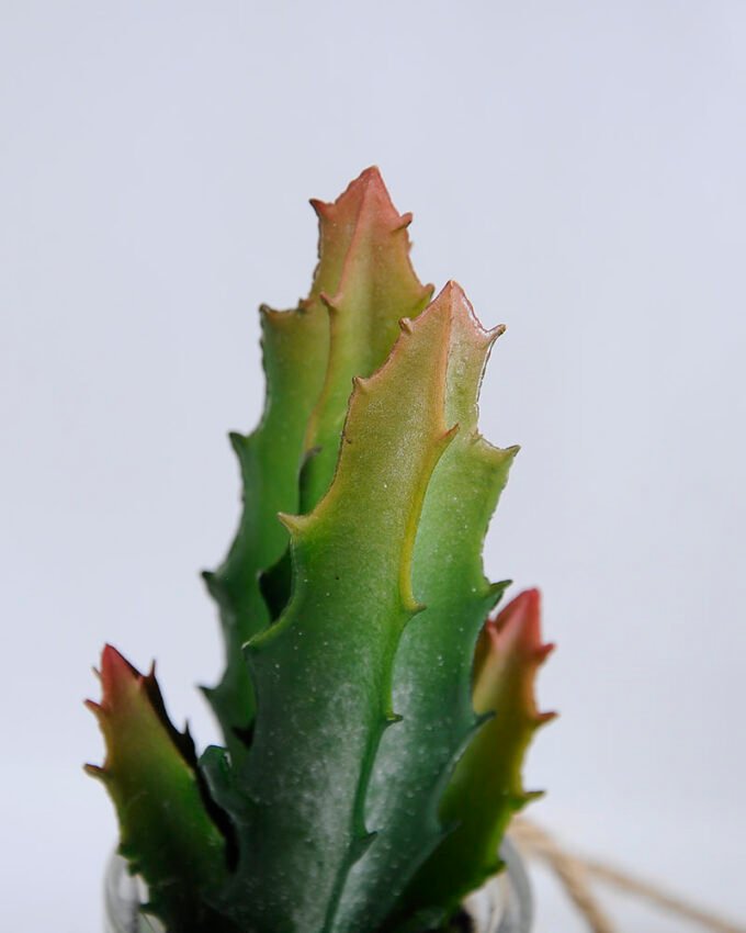 Artificial succulent 6*6*17cm succulent plants in glass pot GS-51719016