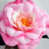 Artificial Flower 25*67CM Camellia*4 GS-53619004-P1