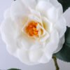 Artificial Flower 25*67CM Camellia*4 GS-53619004-W1 2 Artificial Flower 25*67CM Camellia*4 GS-53619004-W1