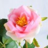 Artificial Flower 14*68cm Chinese rose spray*3 GS-53619006-P1
