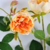 Artificial Flower 15*69CM Chinese rose spray*3 GS-53619009-Y1