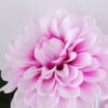 Artificial Flower 25*15*35CM Chrysanthemum in glass pot with fake water GS-52719024+F-Z1 2 Artificial Flower 25*15*35CM Chrysanthemum in glass pot with fake water GS-52719024+F-Z1