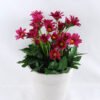 Artificial Flower 15*15*22cm Daisy in Paper pot GS-03319123-Z2