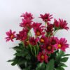 Artificial Flower 15*15*22cm Daisy in Paper pot GS-03319123-Z2