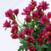 Artificial Flower 16*16*29cm Daisy in Paper pot GS-03319126-Z2