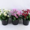 Artificial Flower 14*14*20cm Daisy in Plastic pot GS-03319122-W1