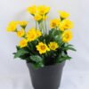 Artificial Flower 14*14*20cm Daisy in Plastic pot GS-03319122-Y1