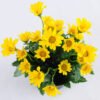 Artificial Flower 14*14*20cm Daisy in Plastic pot GS-03319122-Y1