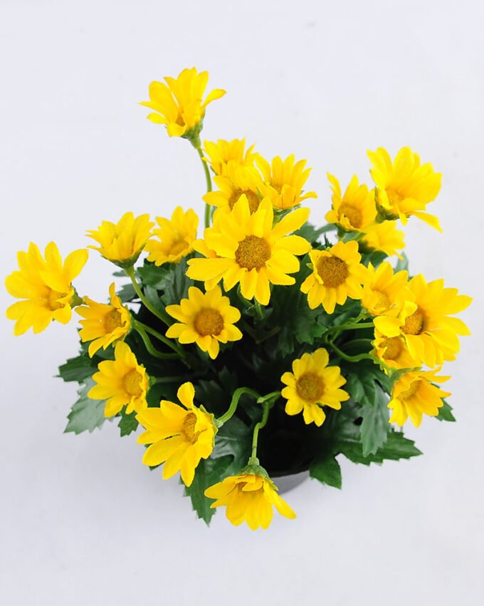 Artificial Flower 14*14*20cm Daisy in Plastic pot GS-03319122-Y1
