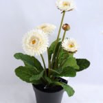 Artificial Flower 17*17*33cm Daisy in plastic GS-03319181-W1