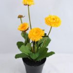 Artificial Flower 17*17*33cm Daisy in plastic GS-03319181-Y1