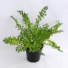 Artificial Flower 32*32*28cm Fern in Plastic pot GS-03319193 1 Artificial Flower 32*32*28cm Fern in Plastic pot GS-03319193