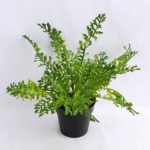 Artificial Flower 32*32*28cm Fern in Plastic pot GS-03319193