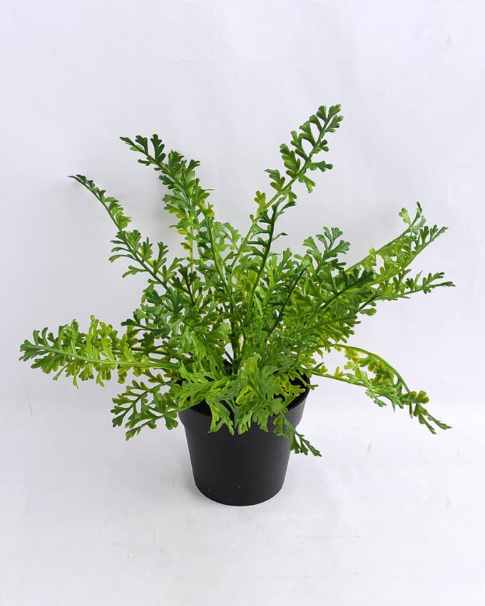 Artificial Flower 32*32*28cm Fern in Plastic pot GS-03319193 1 Artificial Flower 32*32*28cm Fern in Plastic pot GS-03319193
