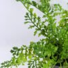 Artificial Flower 32*32*28cm Fern in Plastic pot GS-03319193 2 Artificial Flower 32*32*28cm Fern in Plastic pot GS-03319193