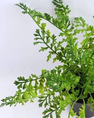 Artificial Flower 32*32*28cm Fern in Plastic pot GS-03319193