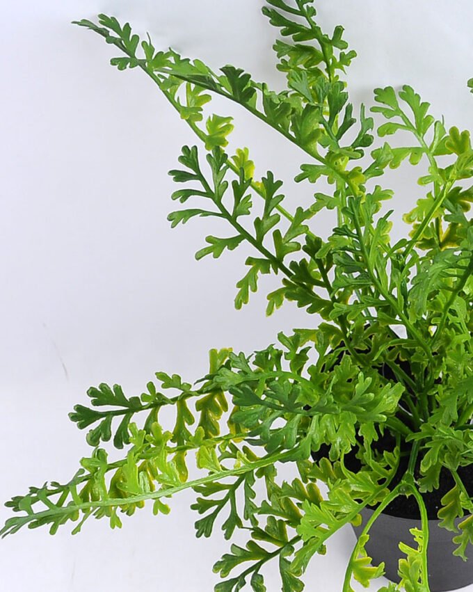 Artificial Flower 32*32*28cm Fern in Plastic pot GS-03319193 2 Artificial Flower 32*32*28cm Fern in Plastic pot GS-03319193